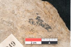 Foto (Detailansicht) von Cassia hyperborea Unger (NHMW-GEO-2024-0188-8049)
